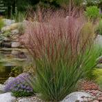 Proso prútnaté (Panicum virgatum)  ´SHENANDOAH´ - kont. C1,5L